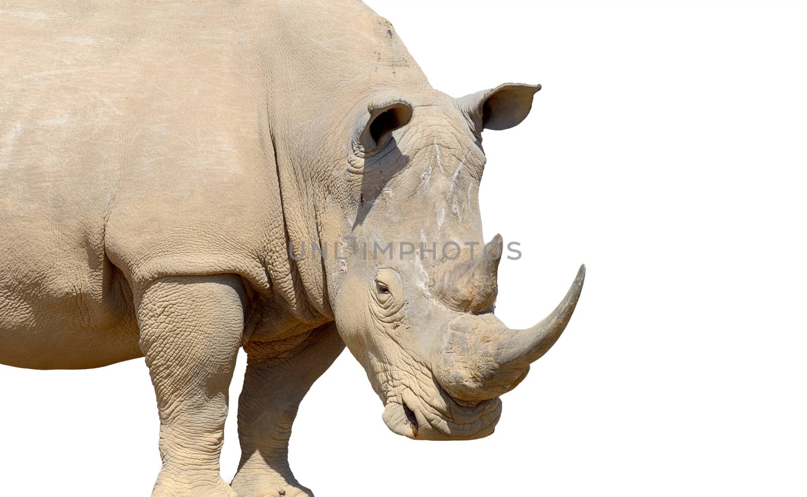 African white rhino isolated on white background