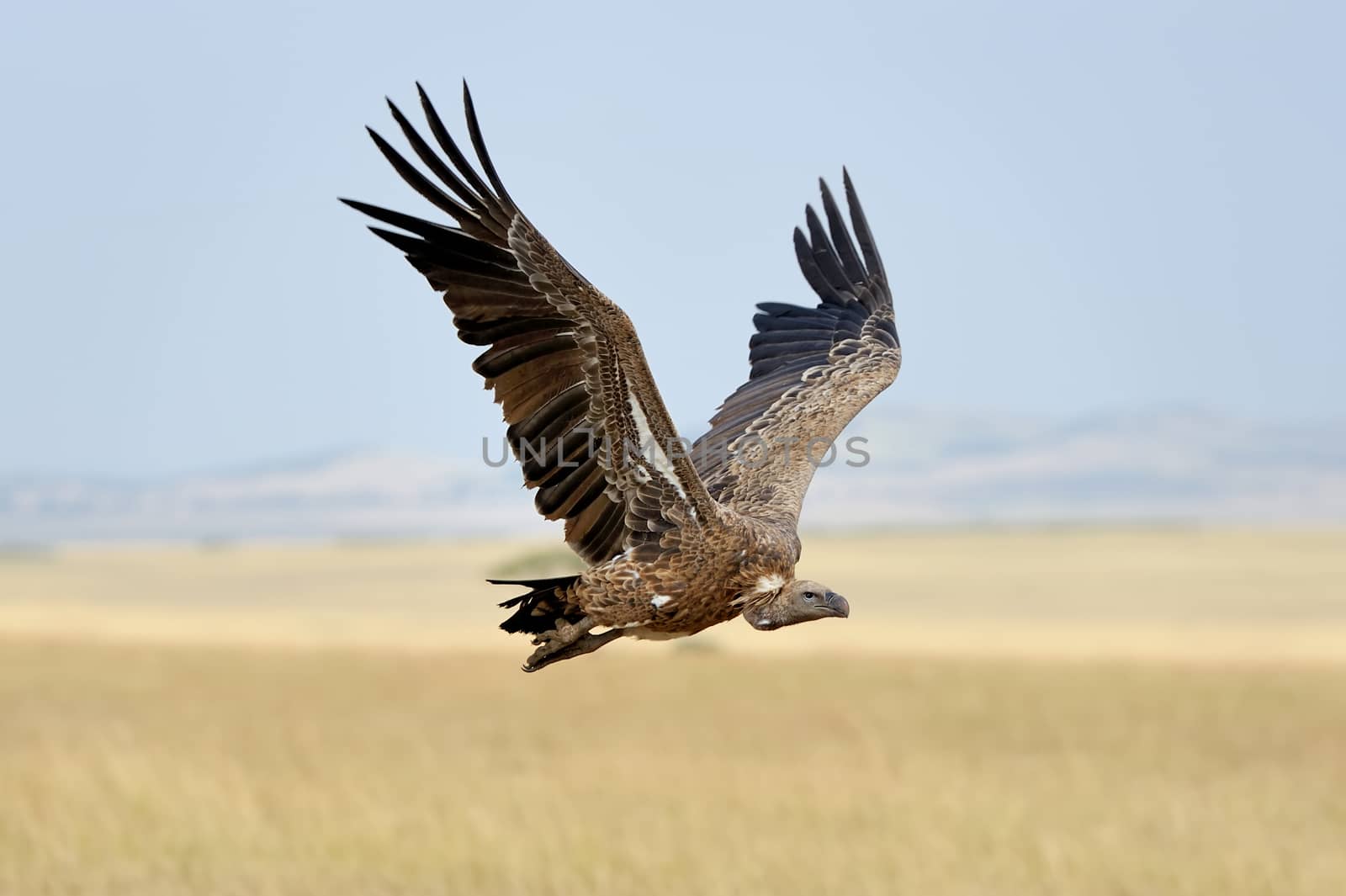 Vulture flying. Masai Mara National Park, Kenya