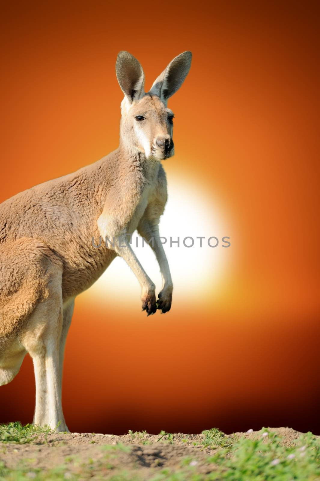Young kangaroo standing at sunset