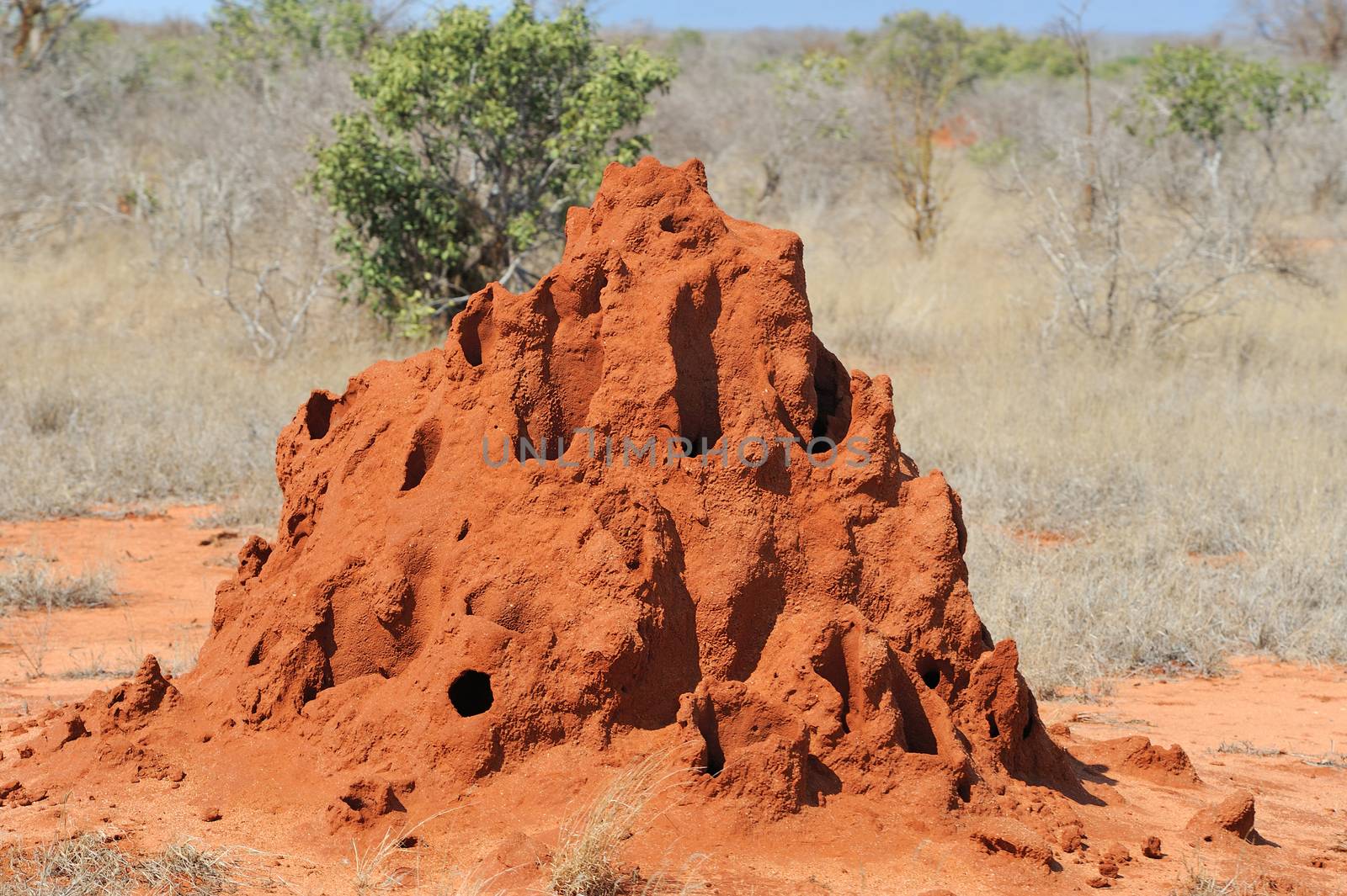 Termite Mound by byrdyak