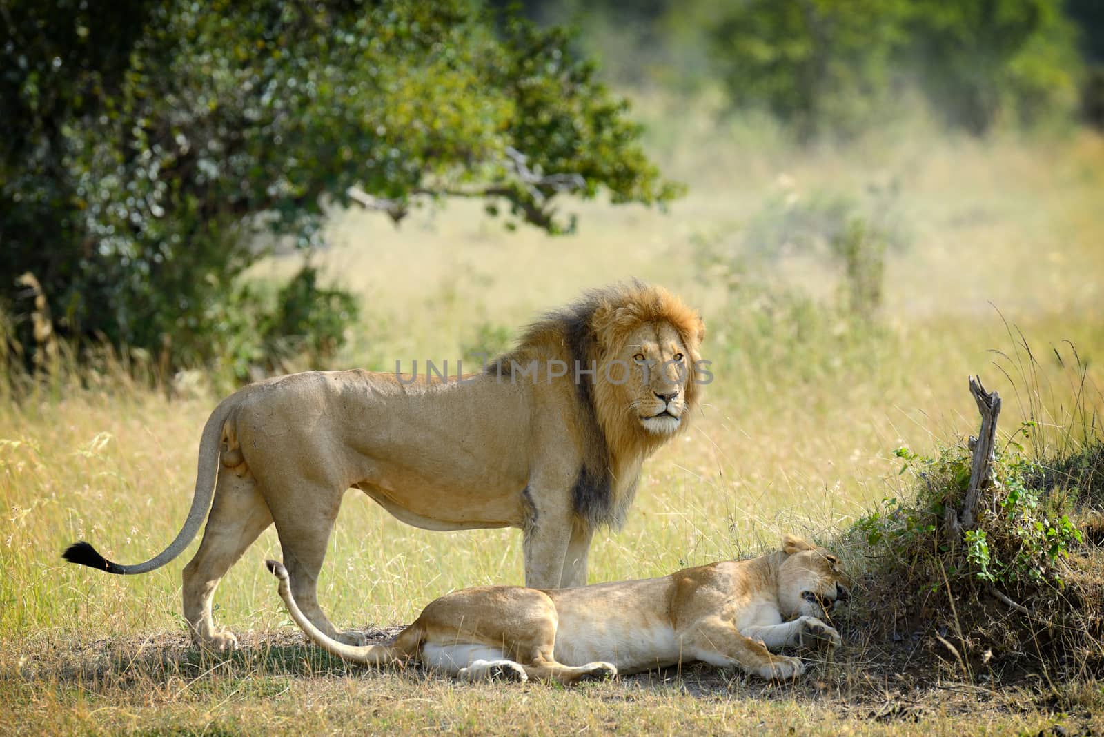 Lion by byrdyak
