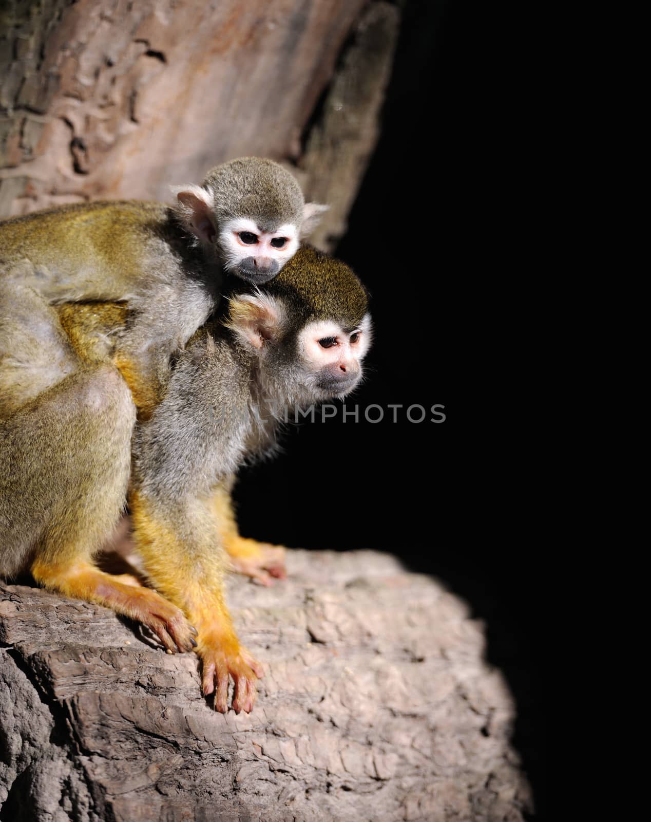 Close-up of a Common Squirrel Monkey on branch