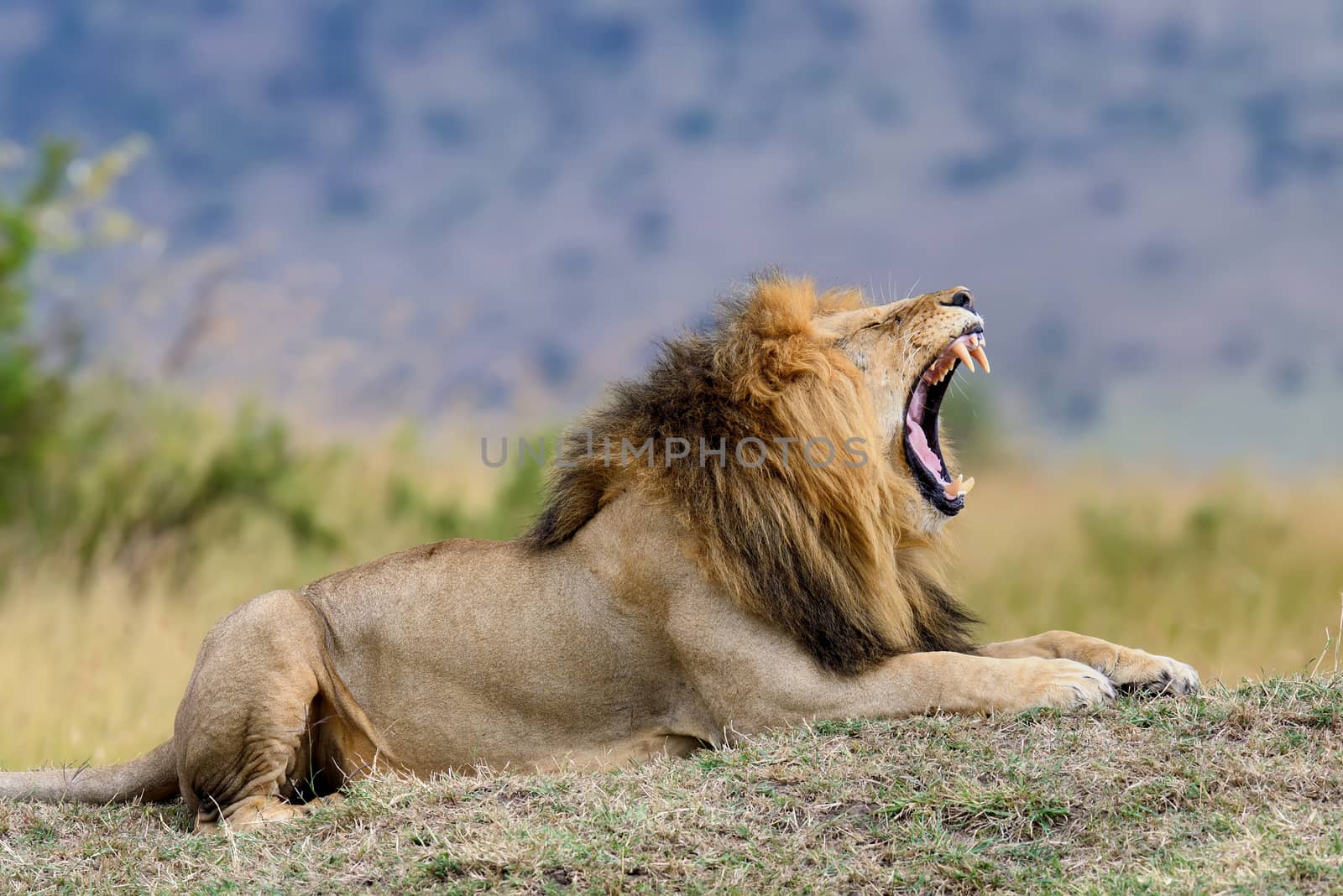Lion by byrdyak