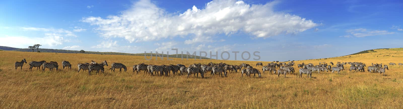 Zebras in a row walking in the savannah in Africa by byrdyak