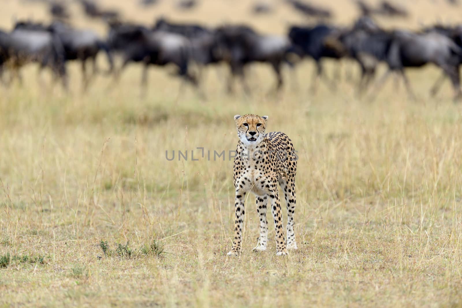 Cheetah by byrdyak