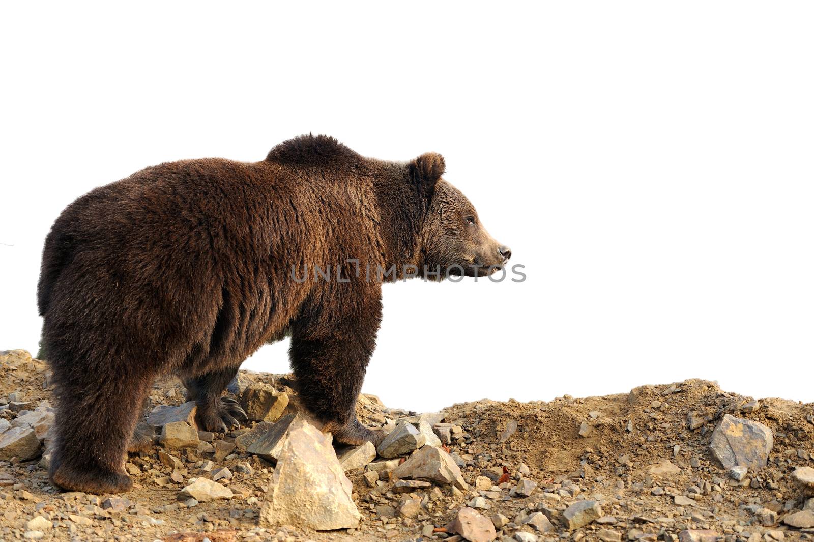 Big brown bear (Ursus arctos) isolated on white background