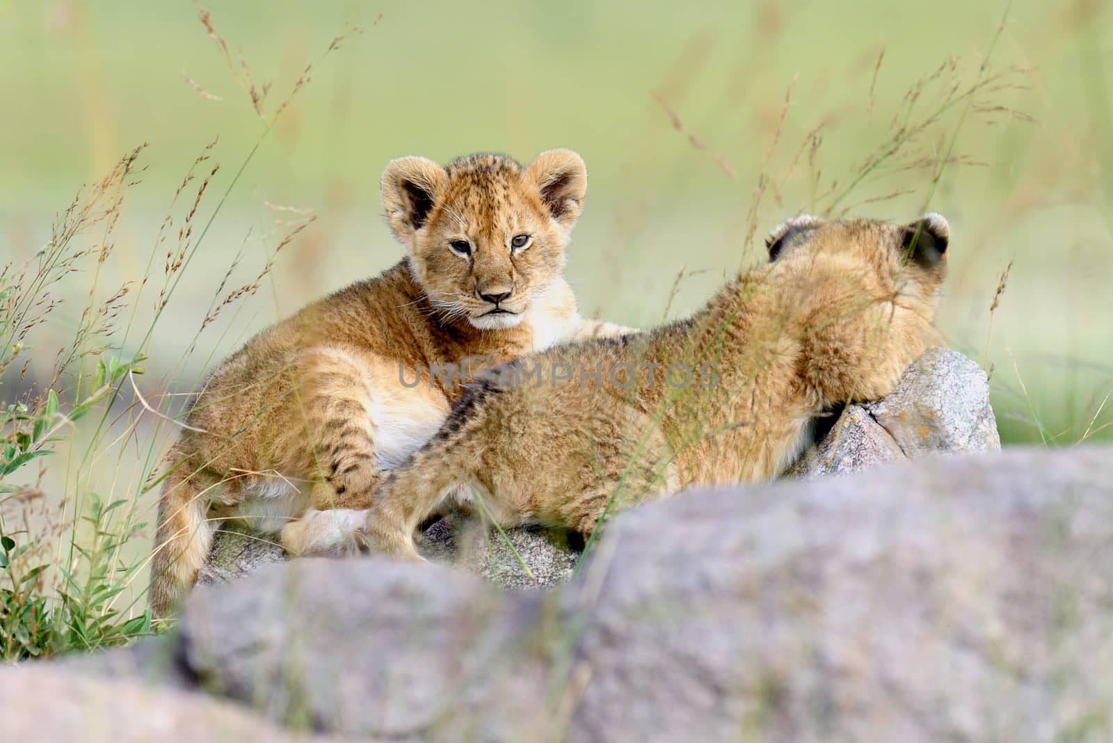 Lion cub by byrdyak