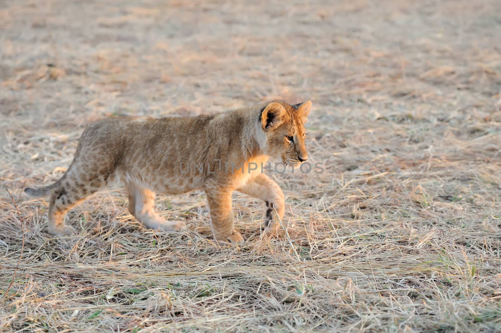 African Lion cub, (Panthera leo), National park of Kenya, Africa
