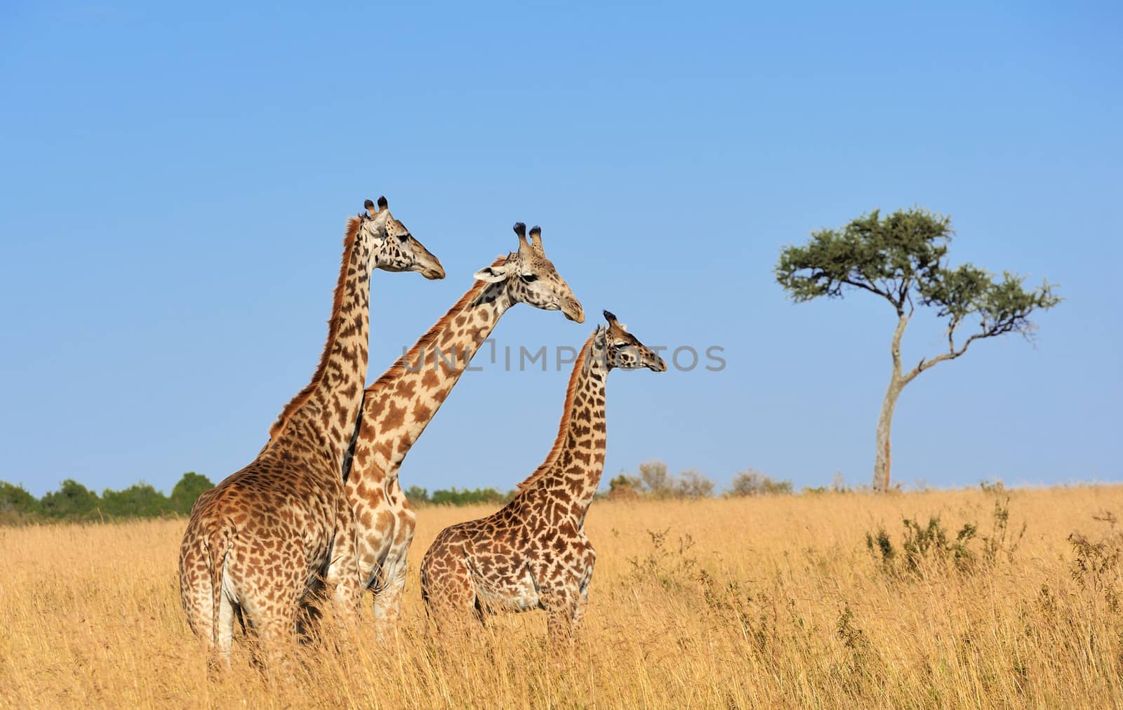 Giraffe in National park of Kenya, Africa