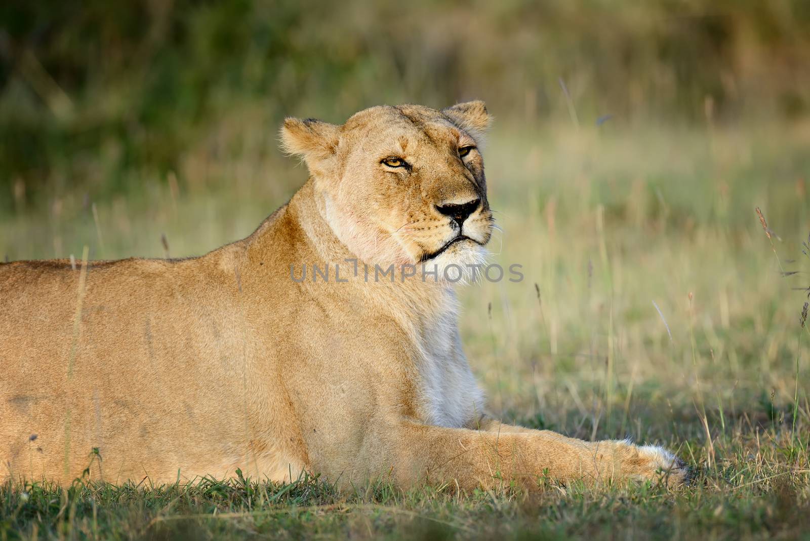 Close-up lion in National park of Kenya, Africa