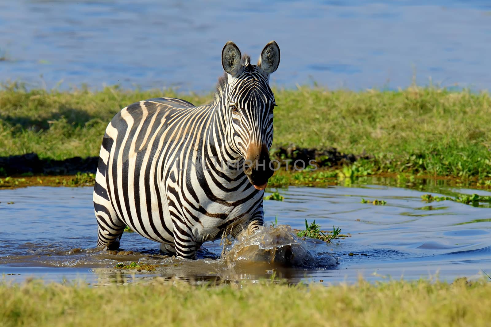 Zebra on lake in Africa, National park of Kenya