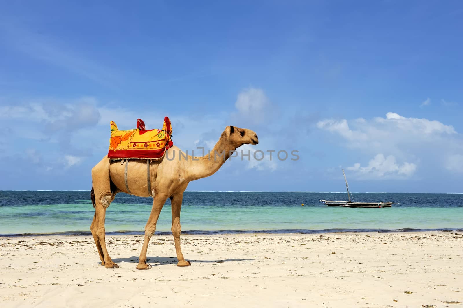 Camel standing at ocean beach coast with blue sky