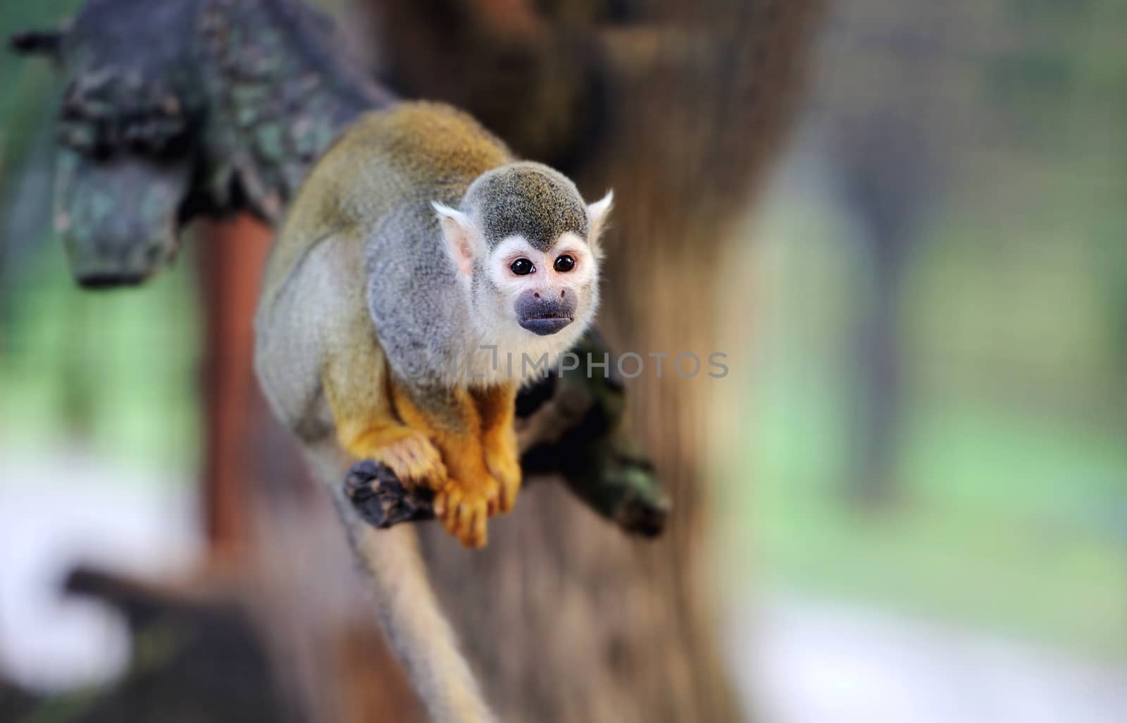 Common Squirrel Monkey by byrdyak