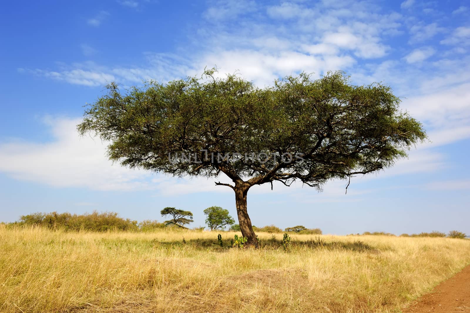 Beautiful landscape with tree in Africa. National park of Kenya