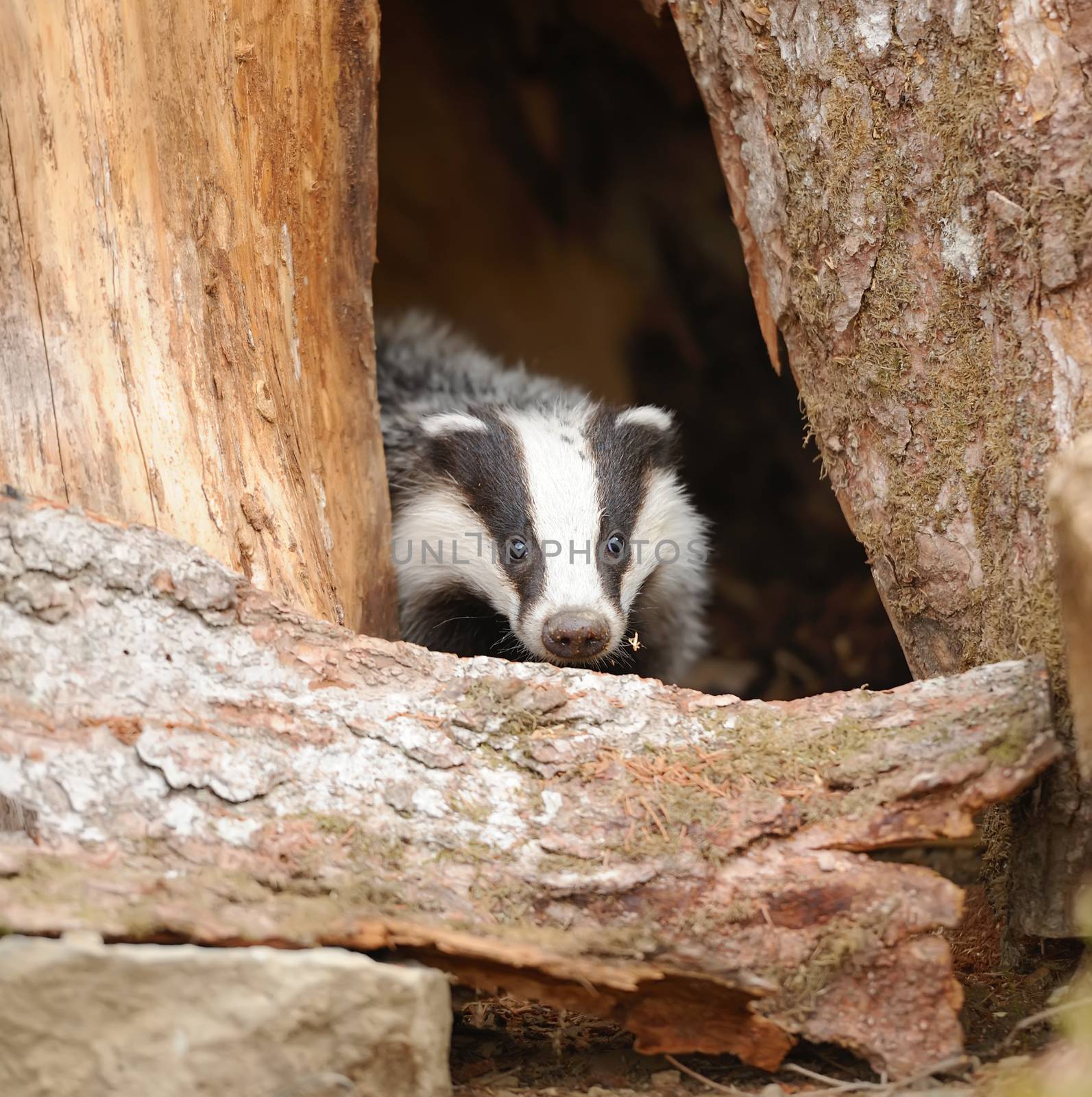 Badger near its burrow in the summer forest