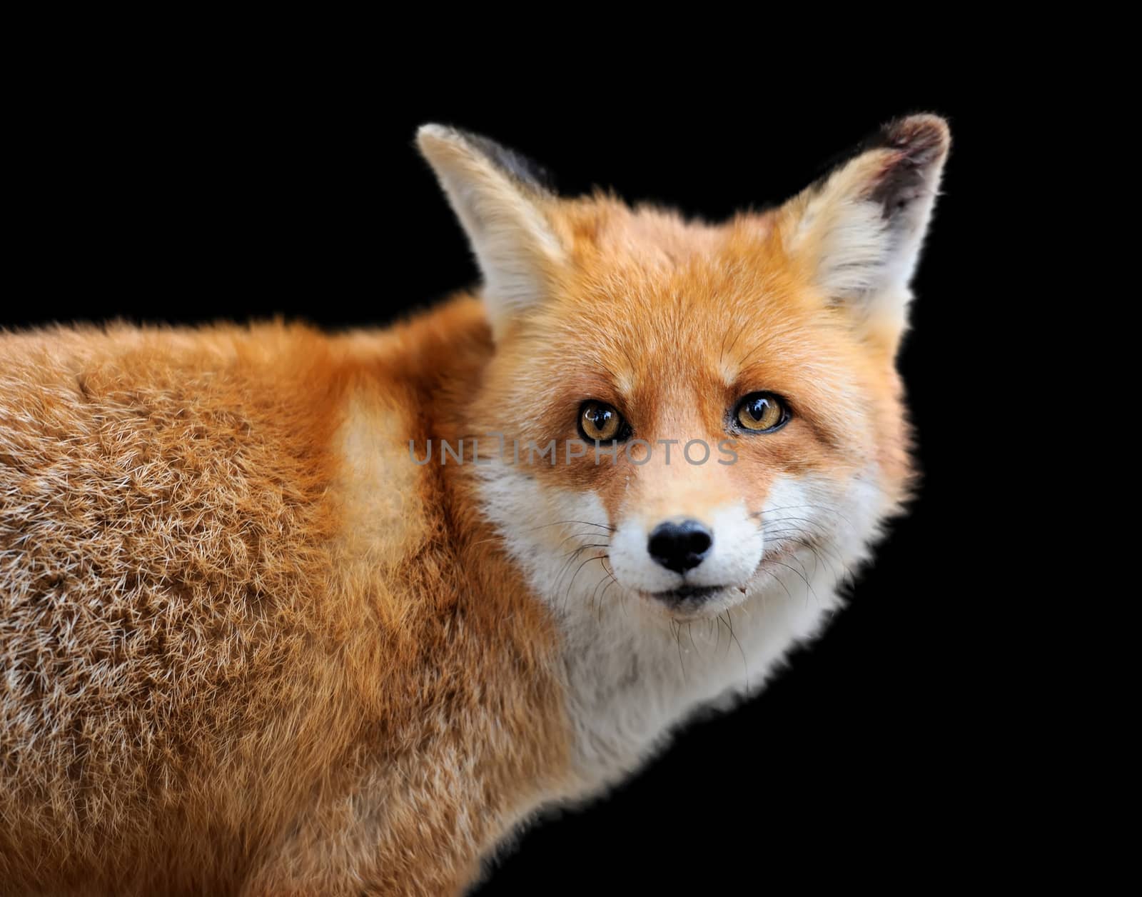 Portrait red fox on dark background