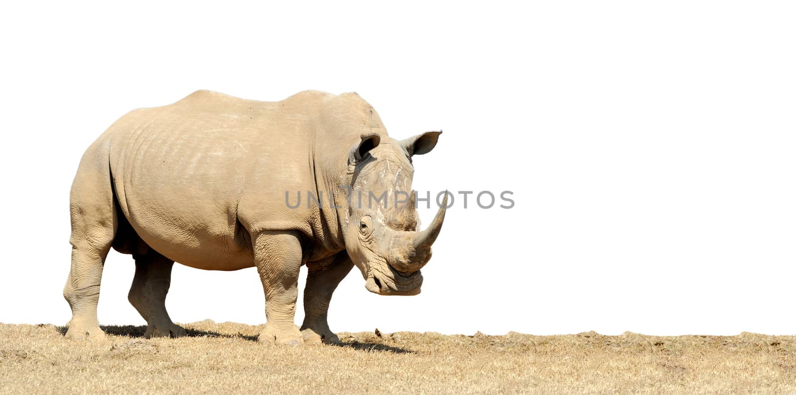African white rhino by byrdyak