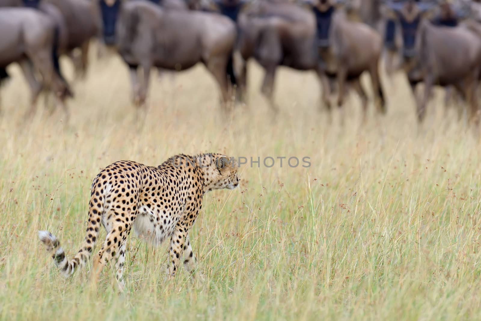 Wild african cheetah by byrdyak