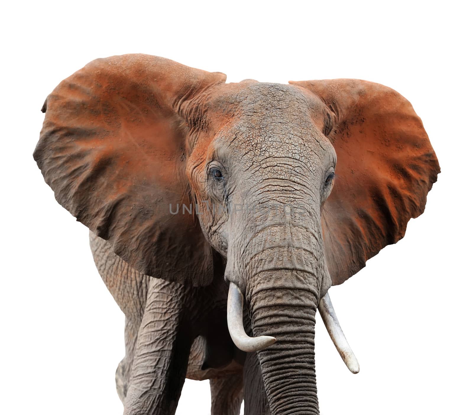 Old african elephant isolaterd on white background