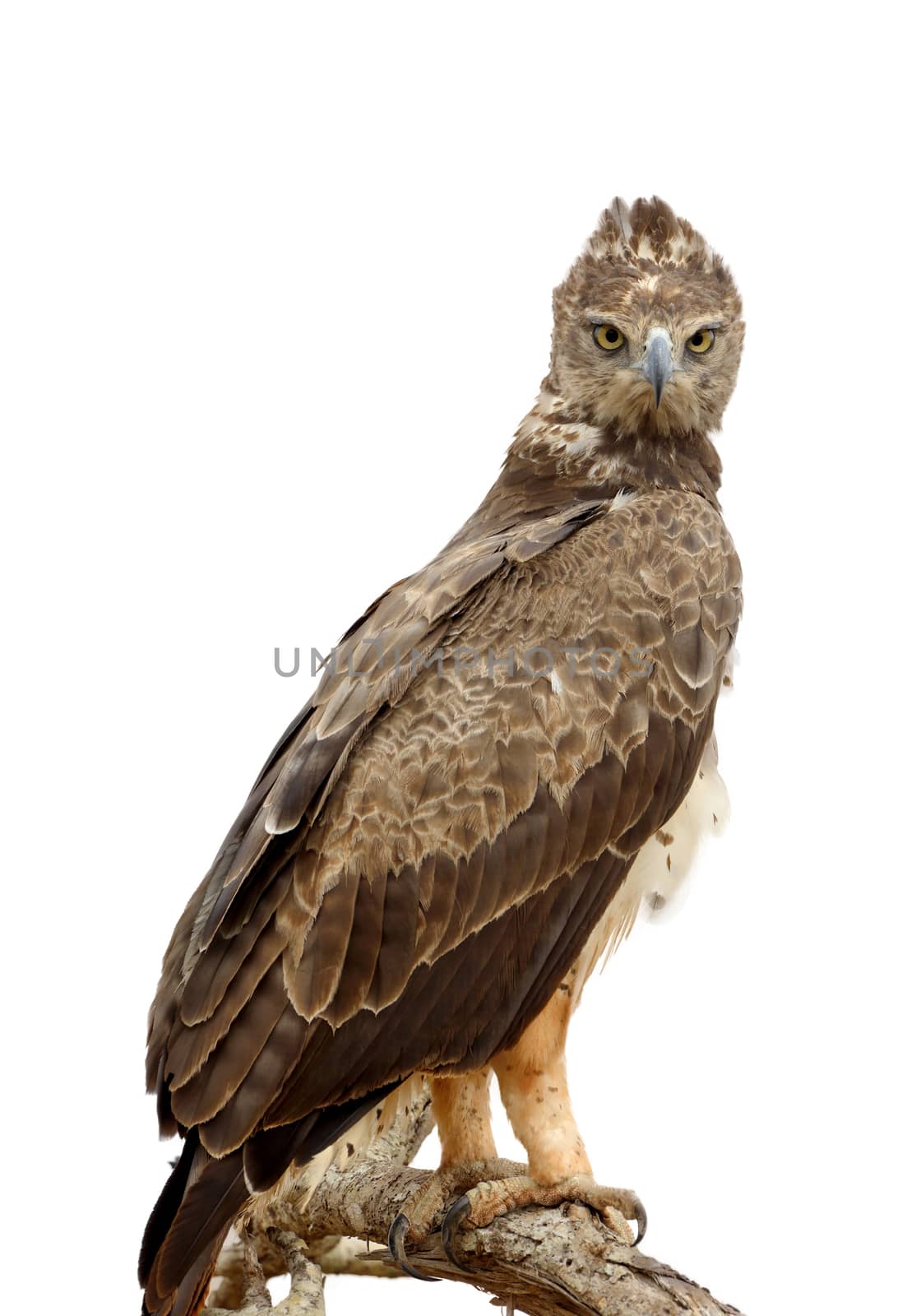 Tawny eagle (Aquila rapax) sitting on a branch tree isolaterd on white background