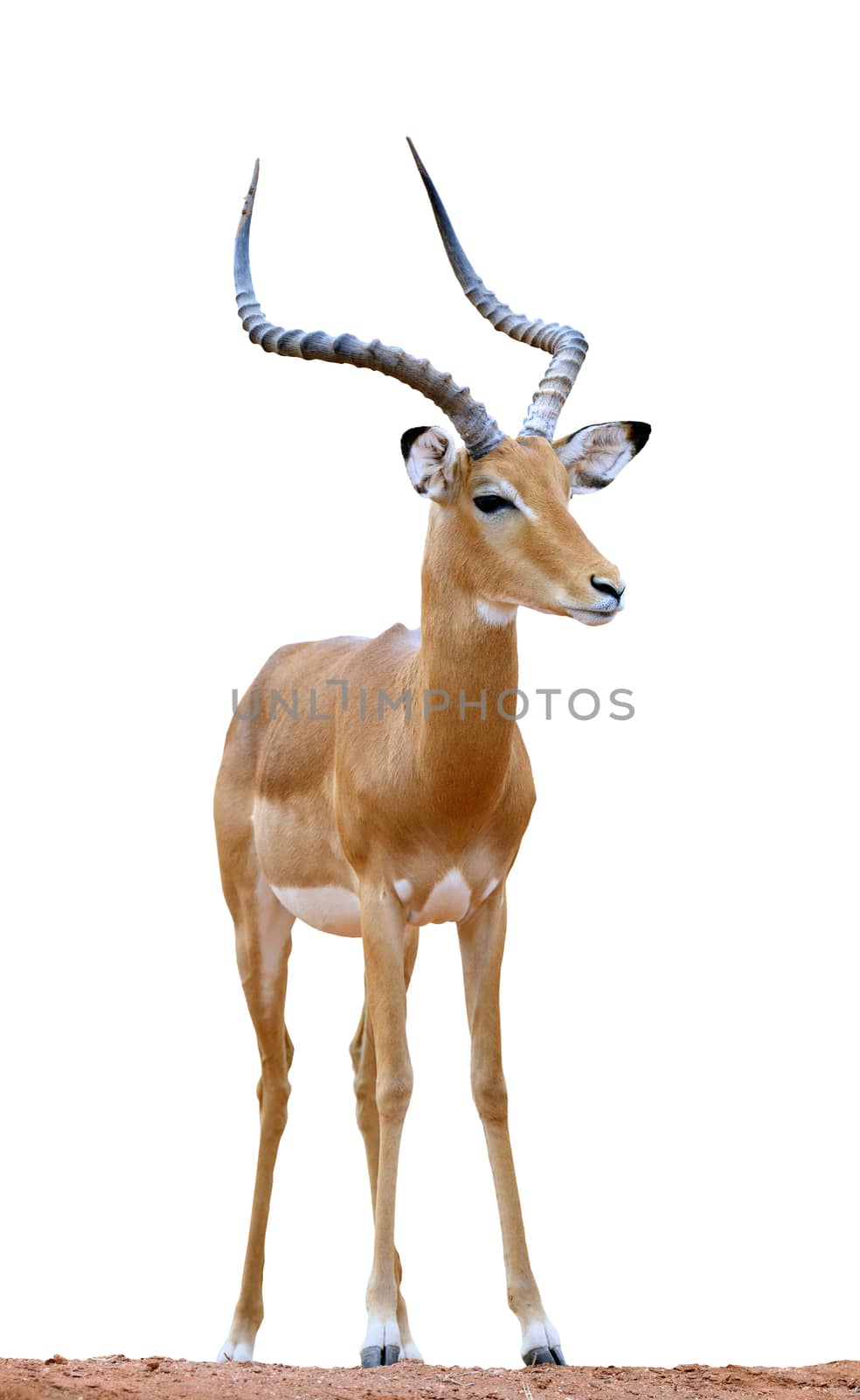 Male impala isolaterd on white background