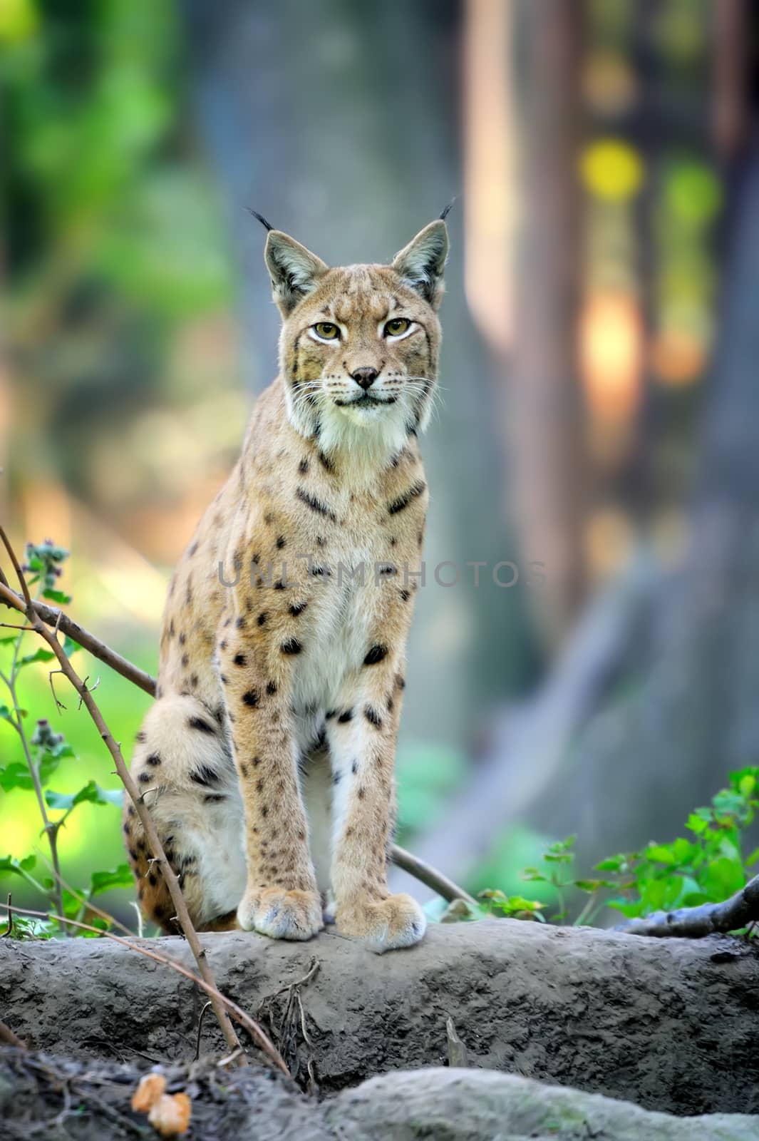 Young Lynx in spring time by byrdyak