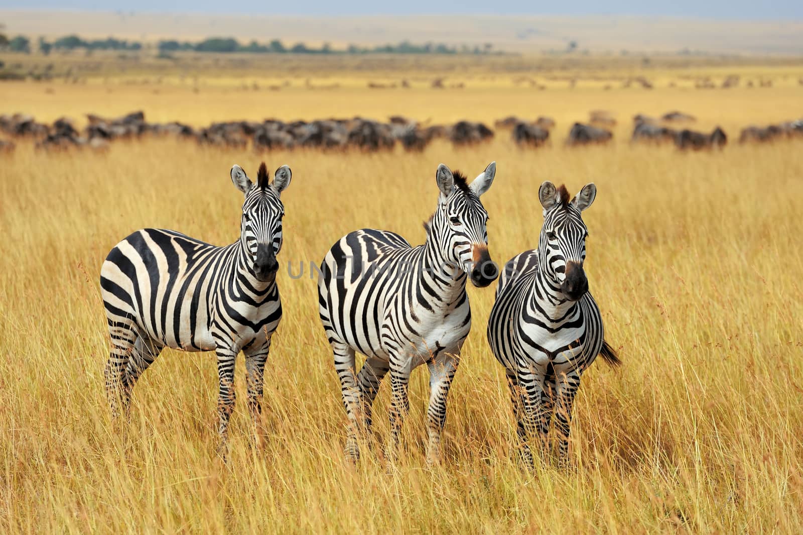 Zebra on grassland in Africa by byrdyak