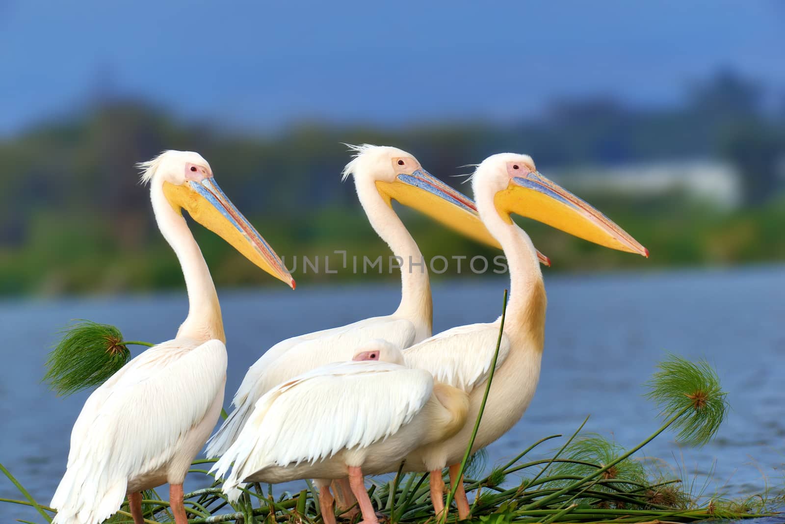 Great white pelican flying over the lake, Kenya, Africa