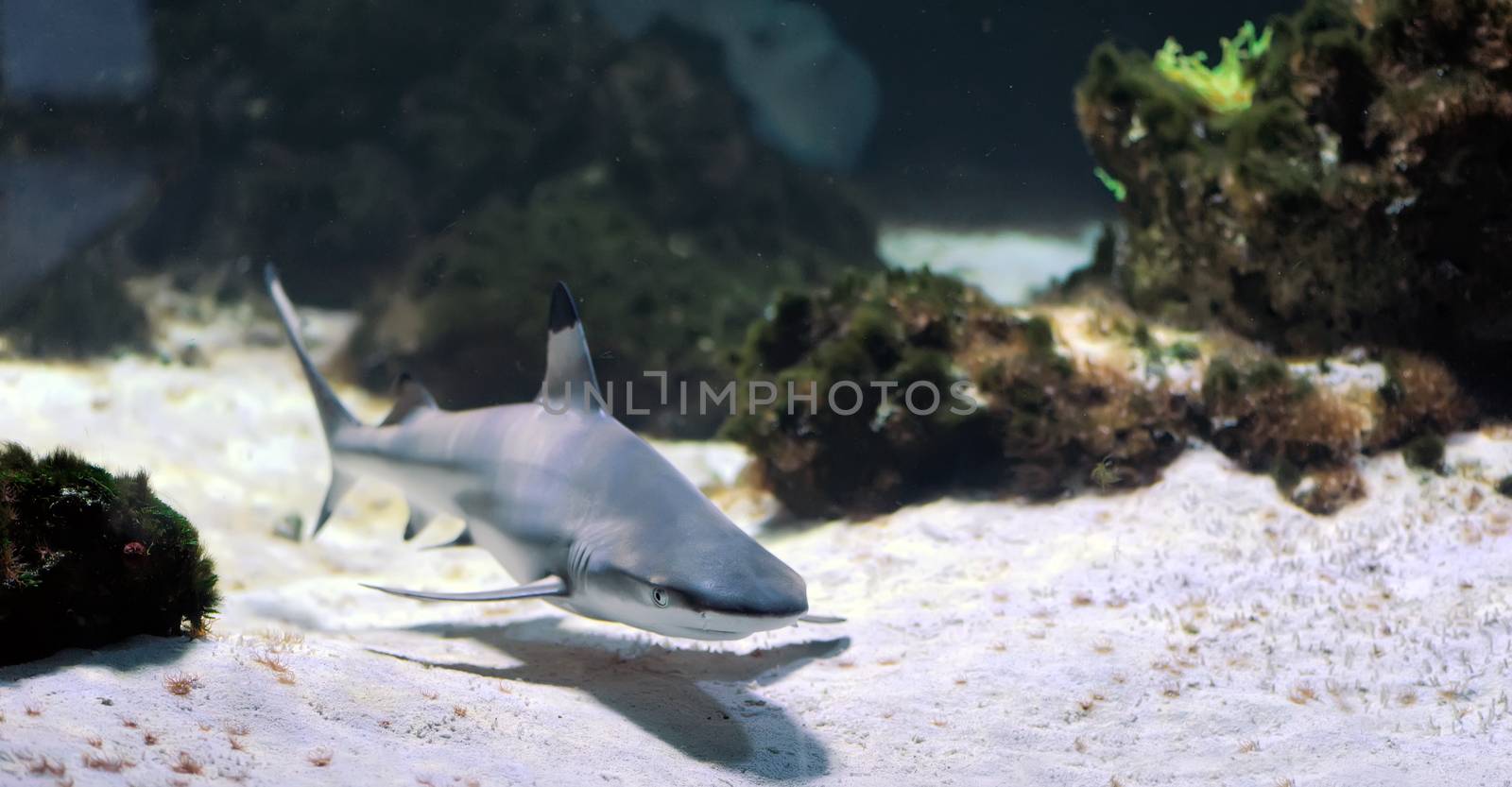 Whitetip reef shark  by byrdyak
