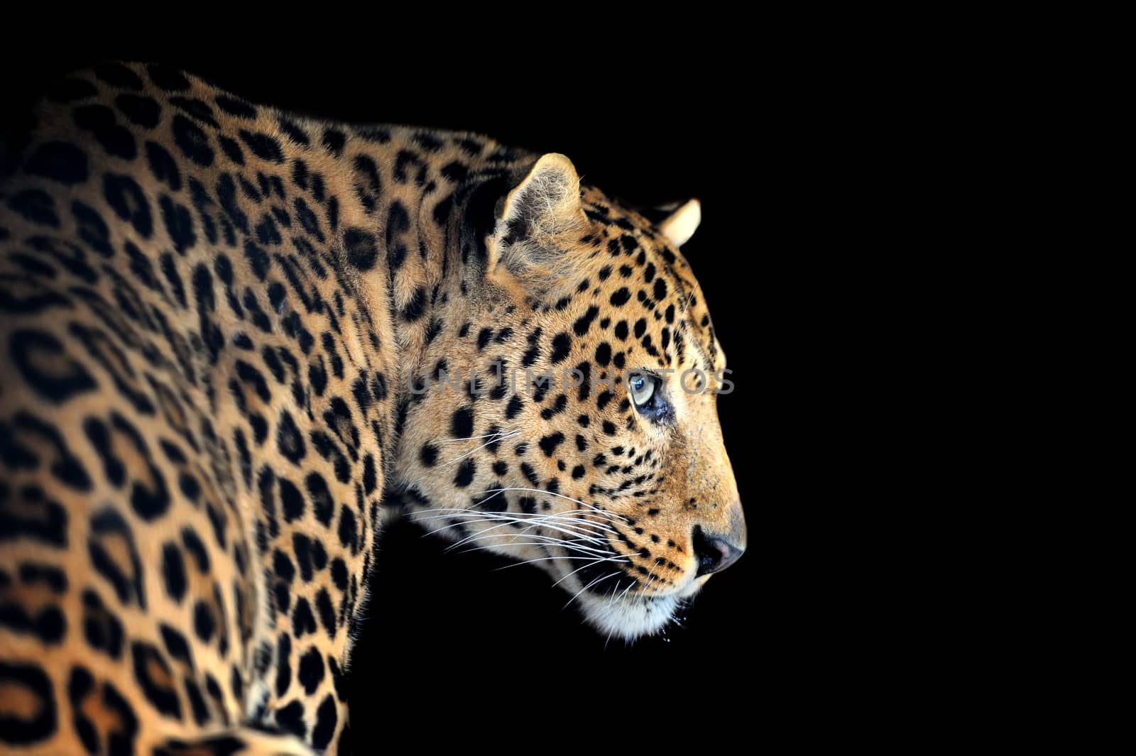 Leopard portrait on dark background by byrdyak