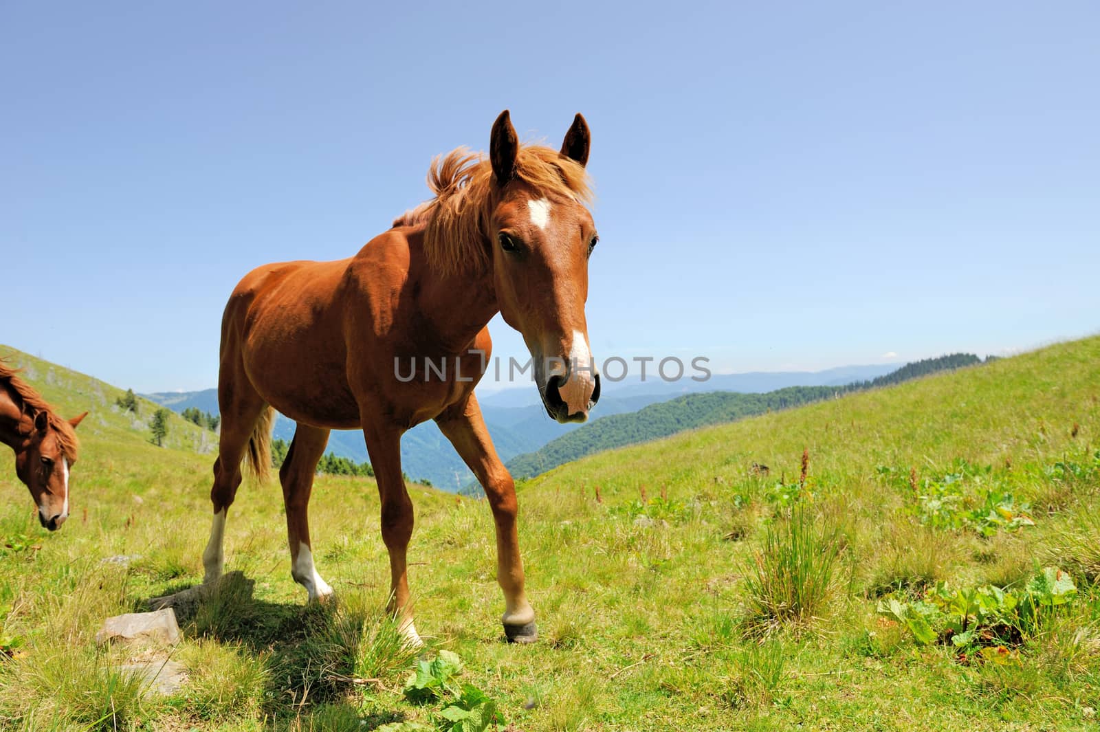 Brown horse on the pasture in mountain. Summer day