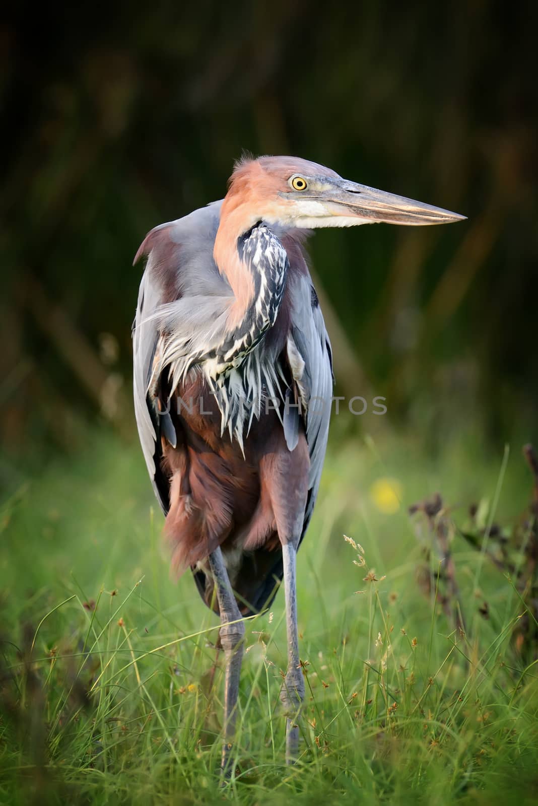 Close-up heron in a grass on river coast