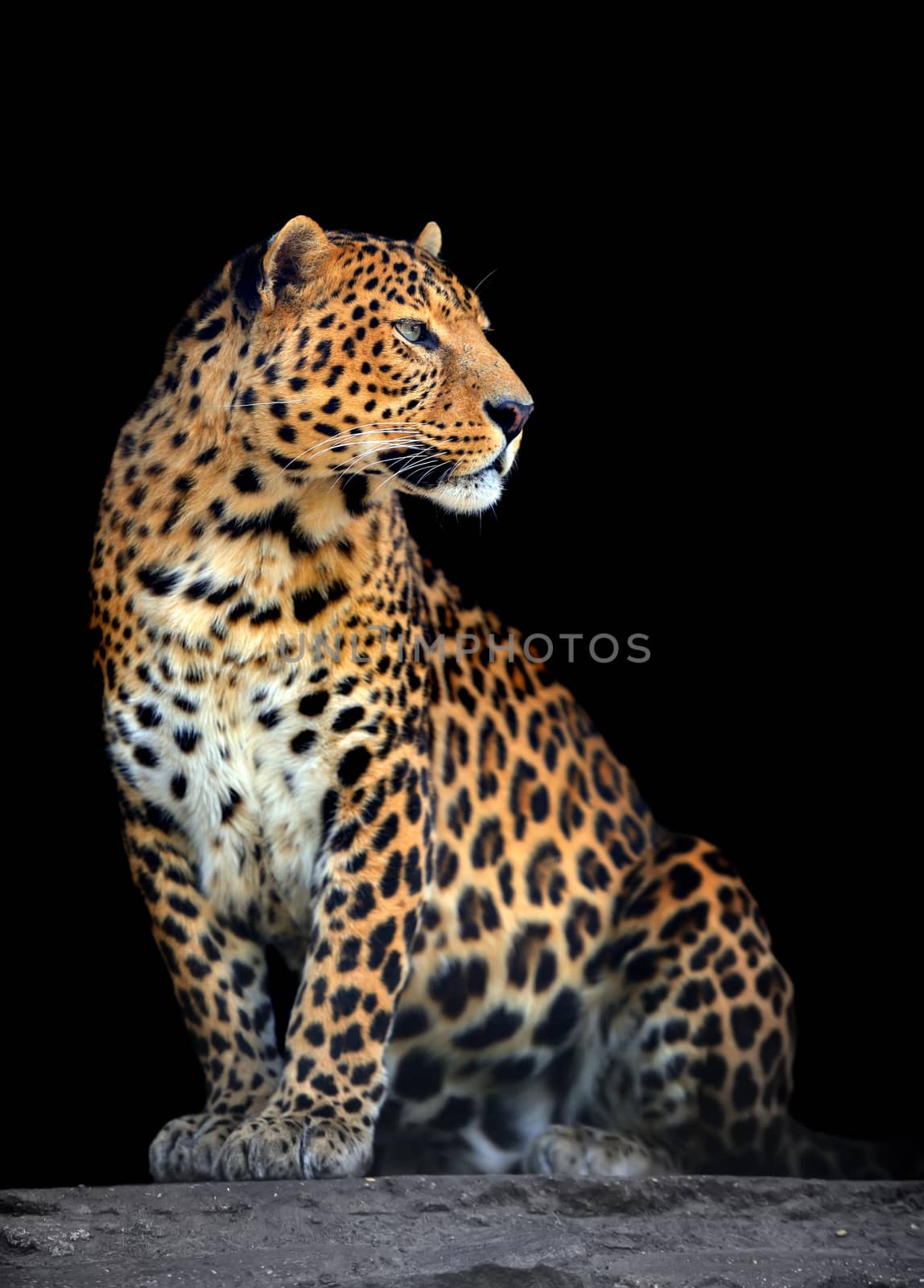 Leopard portrait on dark background by byrdyak