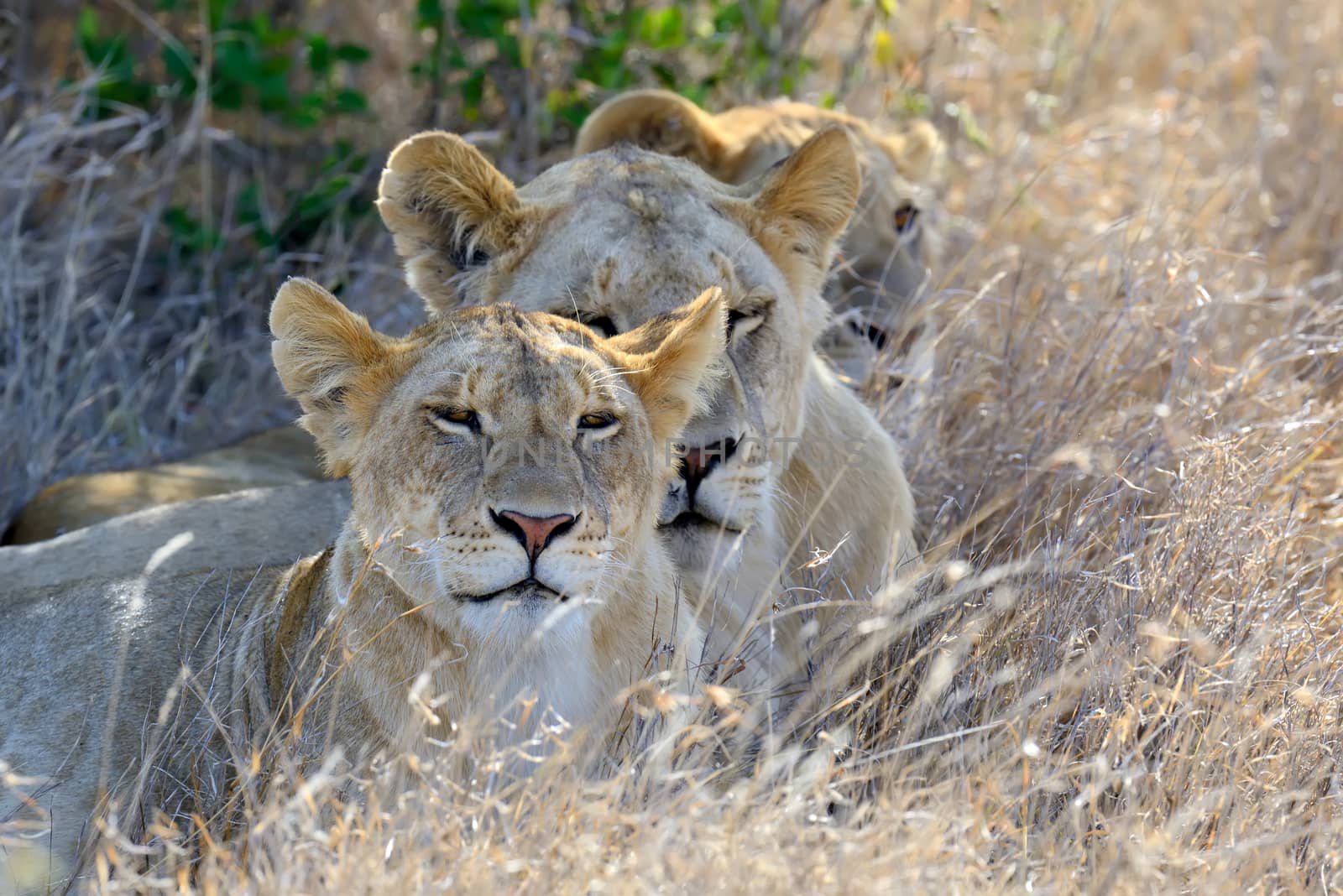 Close lion in National park of Kenya by byrdyak