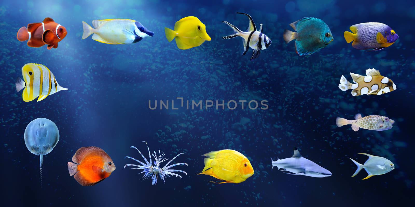 Great collection of a tropical fish on a blue background