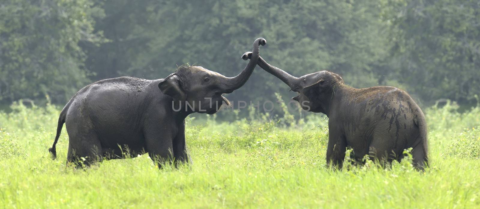 Elephants by byrdyak