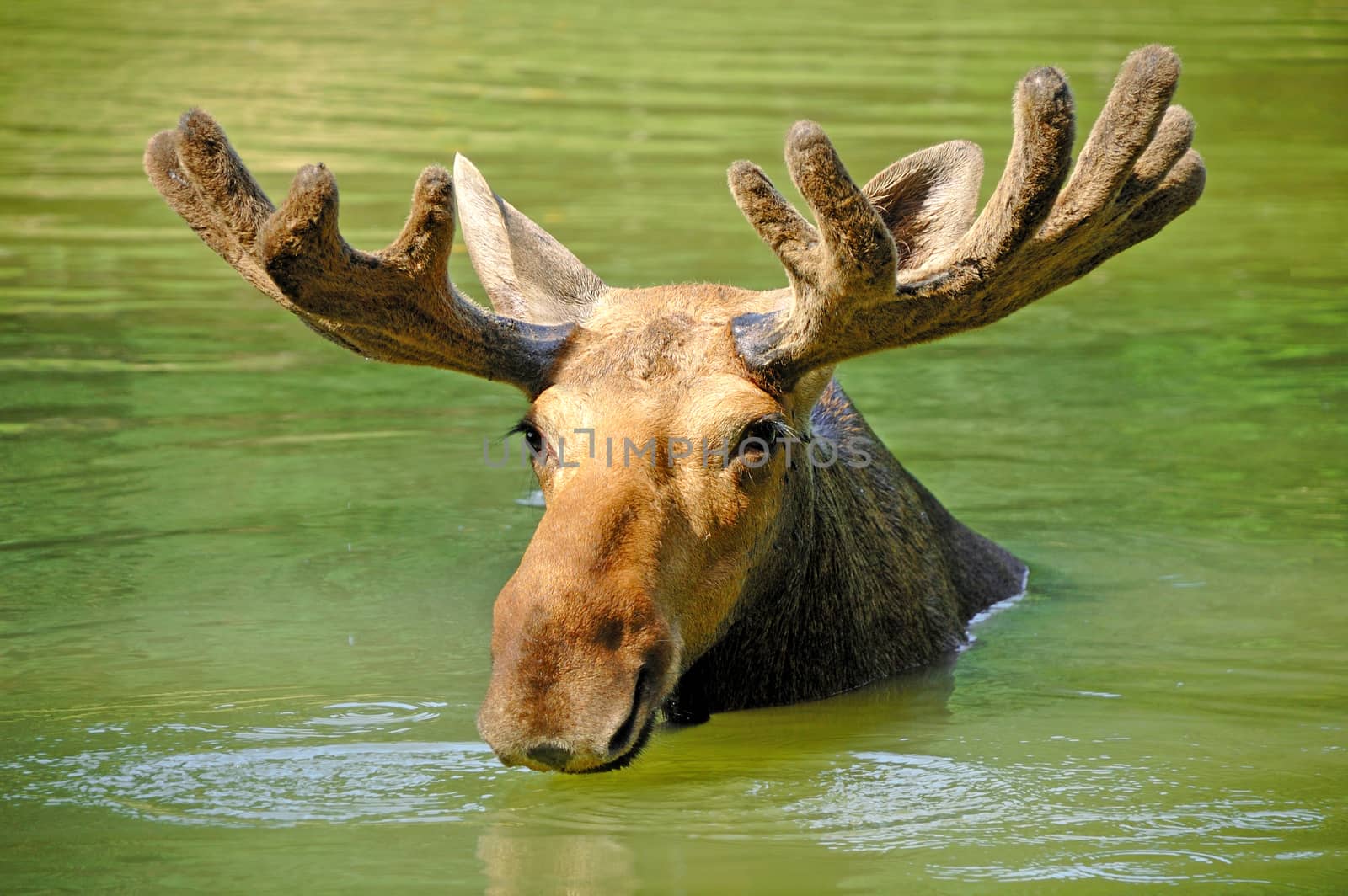 Moose swimming in lake