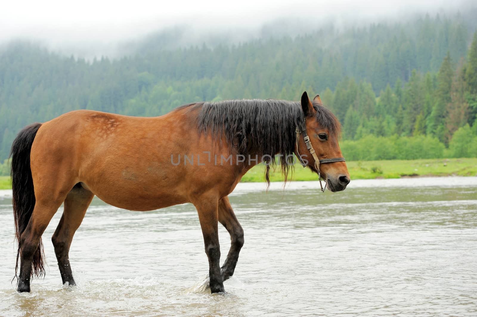 Horse by byrdyak
