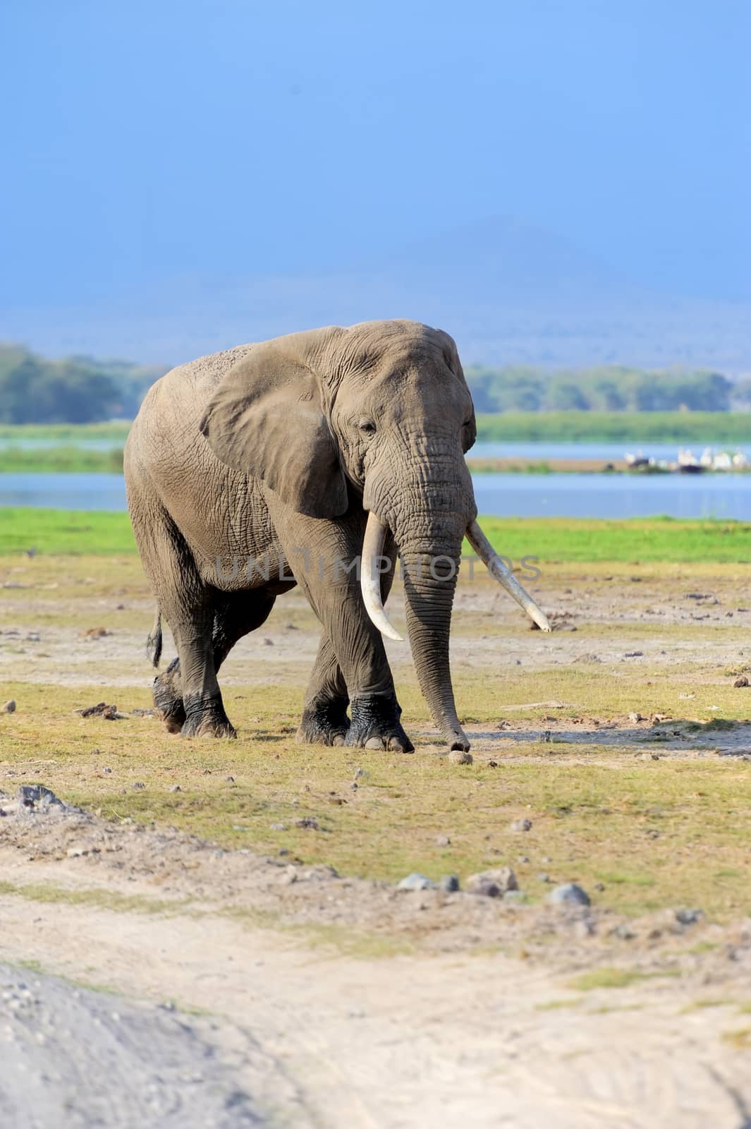 Elephant in National park of Kenya by byrdyak