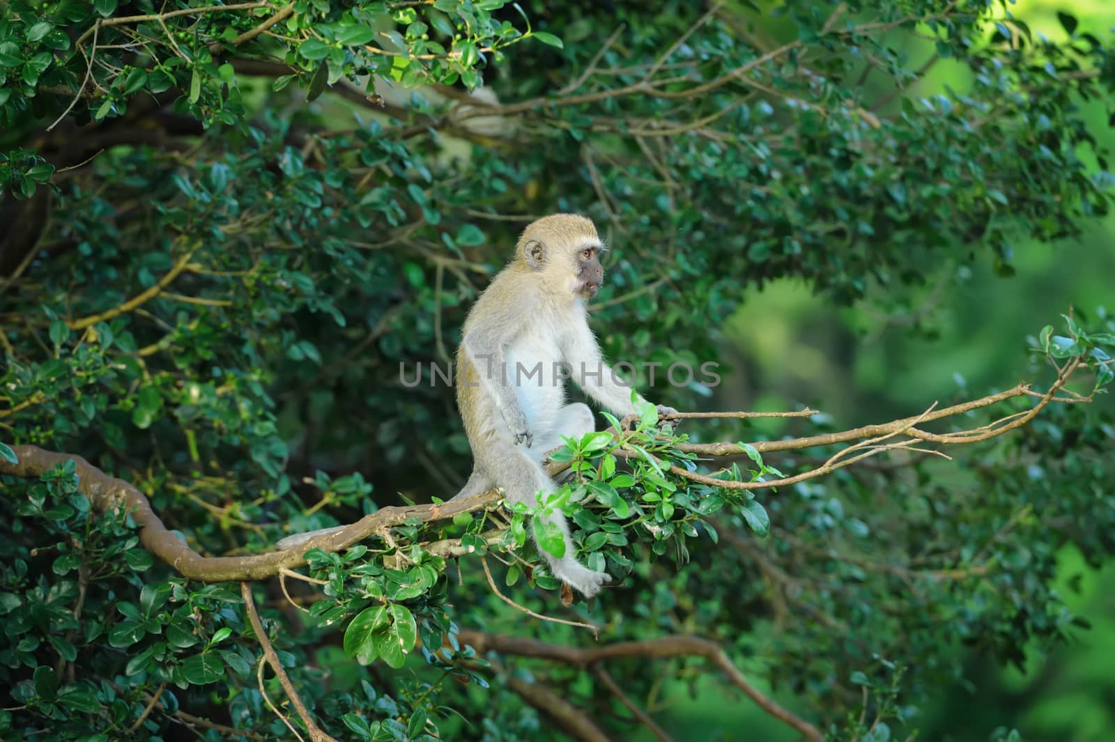 Vervet monkey on a branch by byrdyak