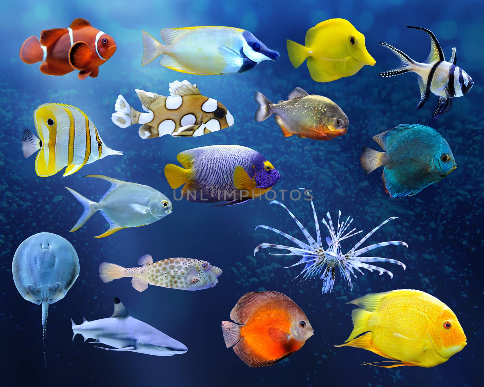 Great collection of a tropical fish by byrdyak