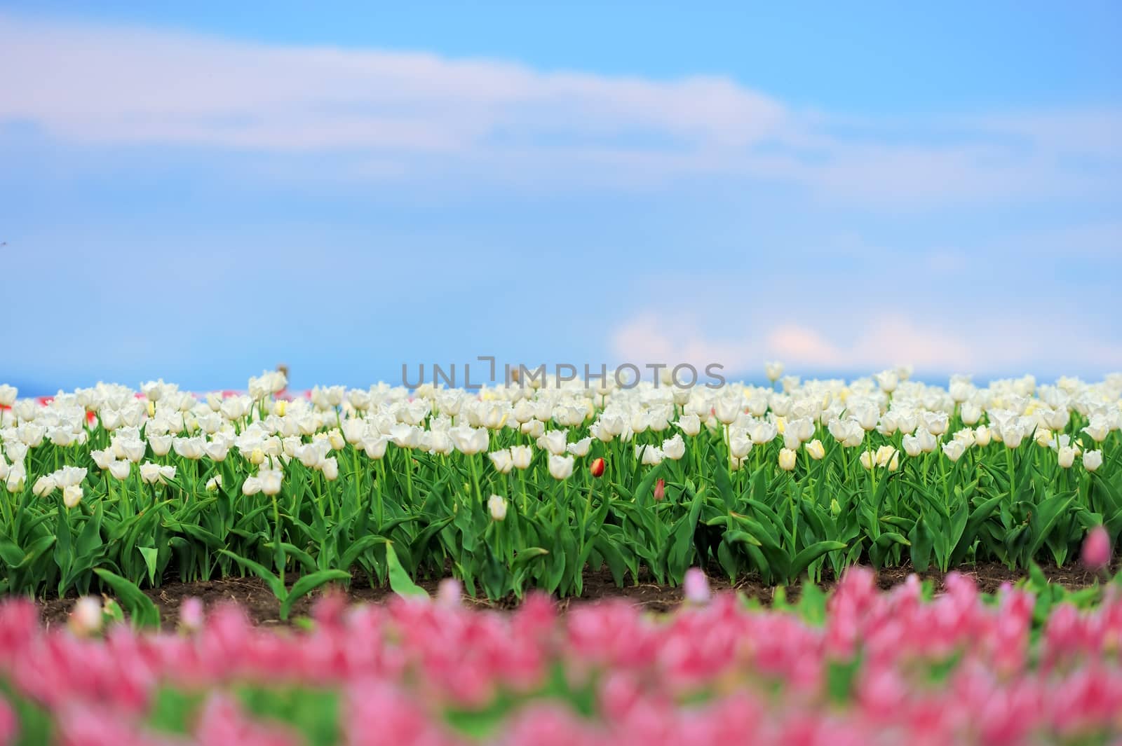 Close-up beautiful white tulips in spring field