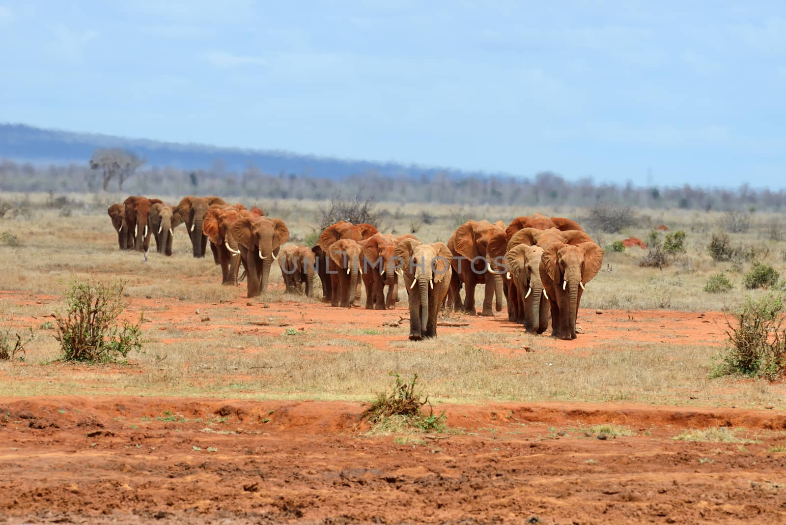 Elephant in National park of Kenya by byrdyak