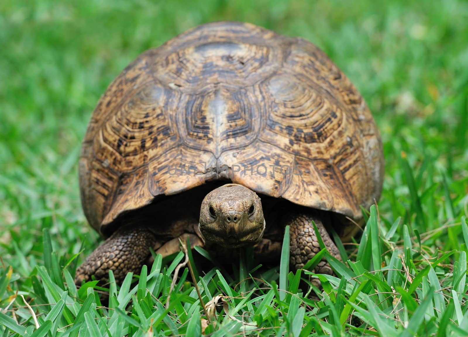 African Spurred Tortoise (Geochelone sulcata) in the grass