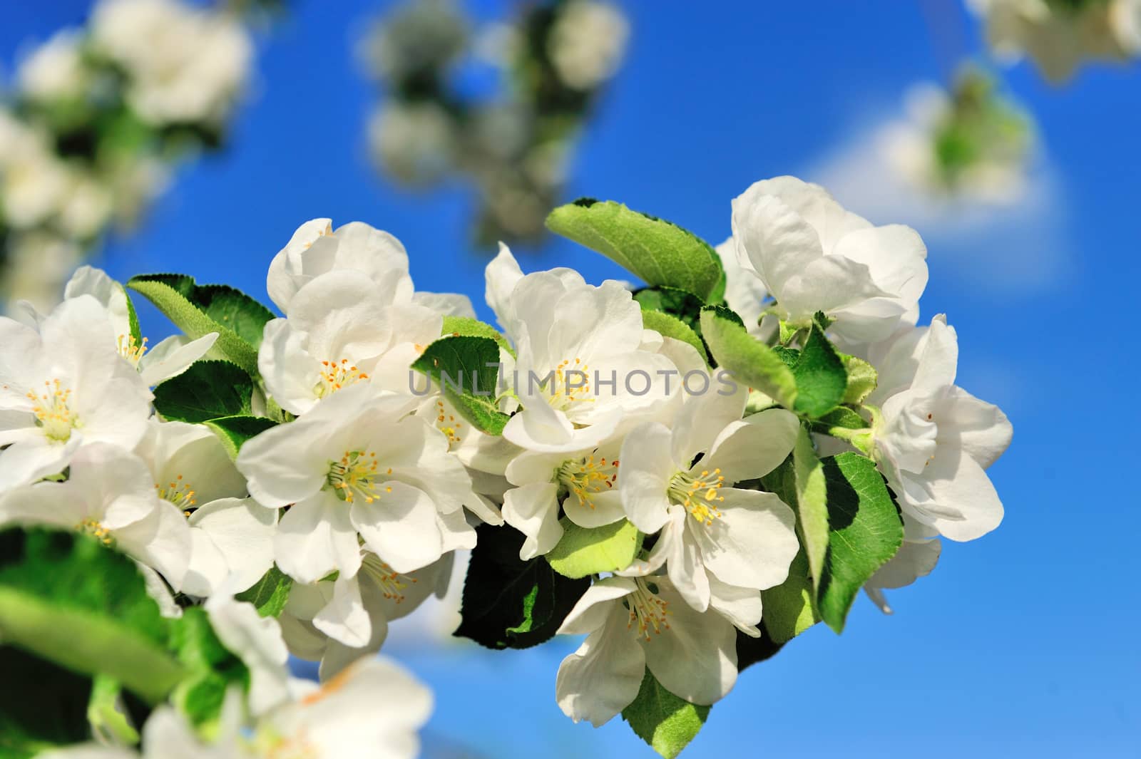 Photo of blossoming tree brunch with white flowers