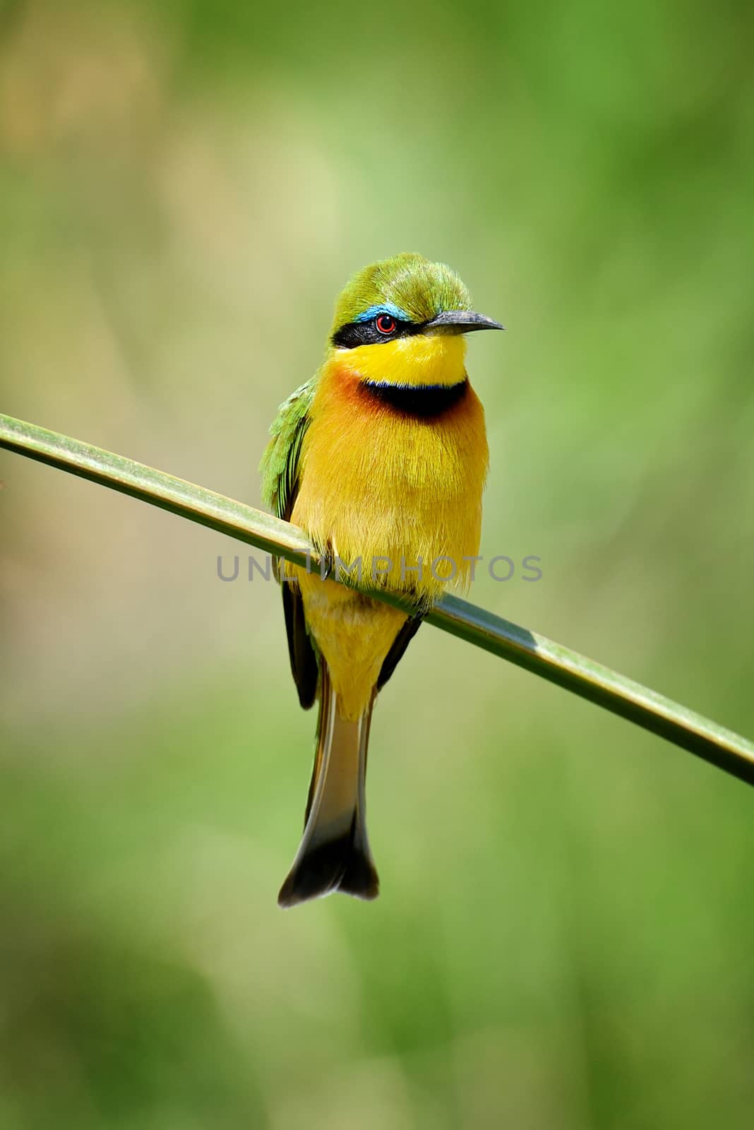 Bee-eater on flower by byrdyak