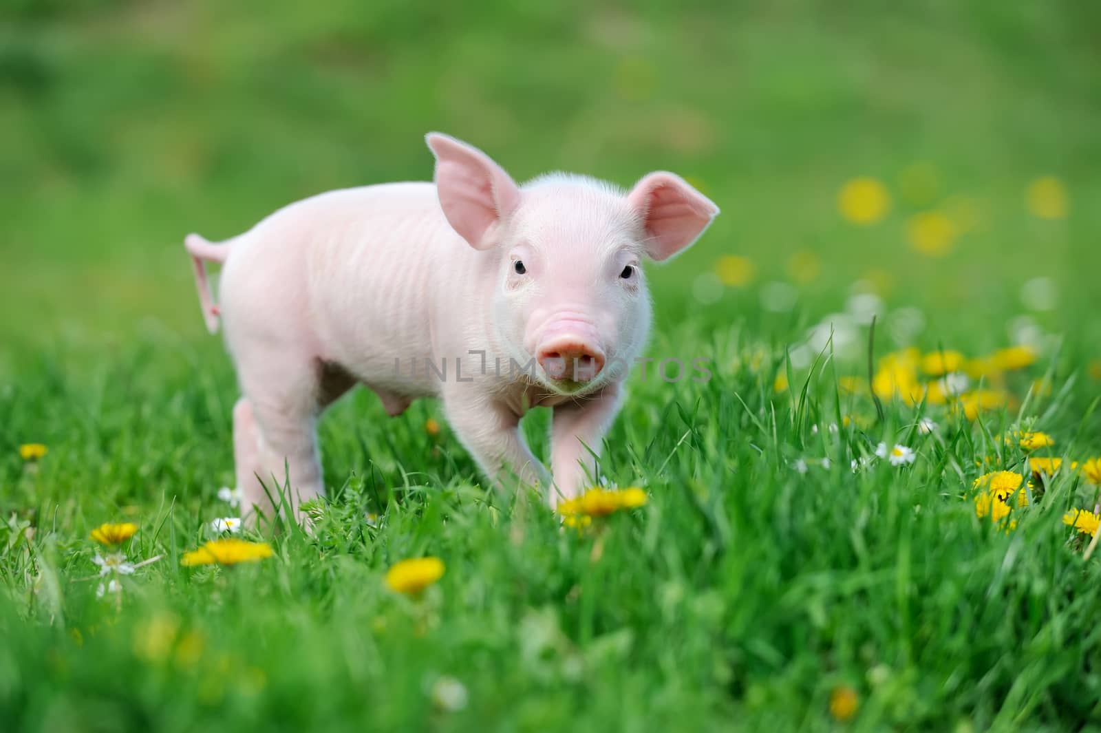 Young pig on grass by byrdyak