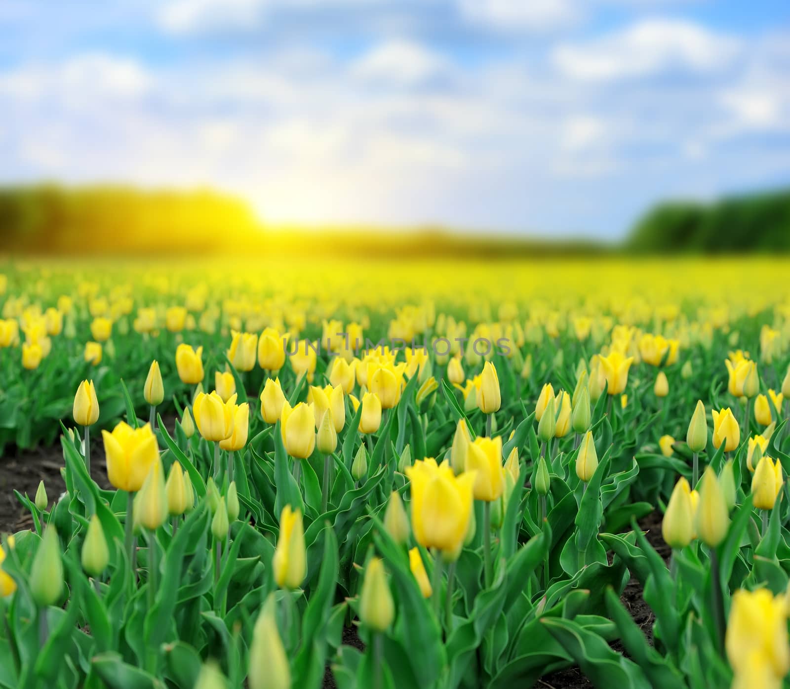 Close-up beautiful yellow tulips in spring field