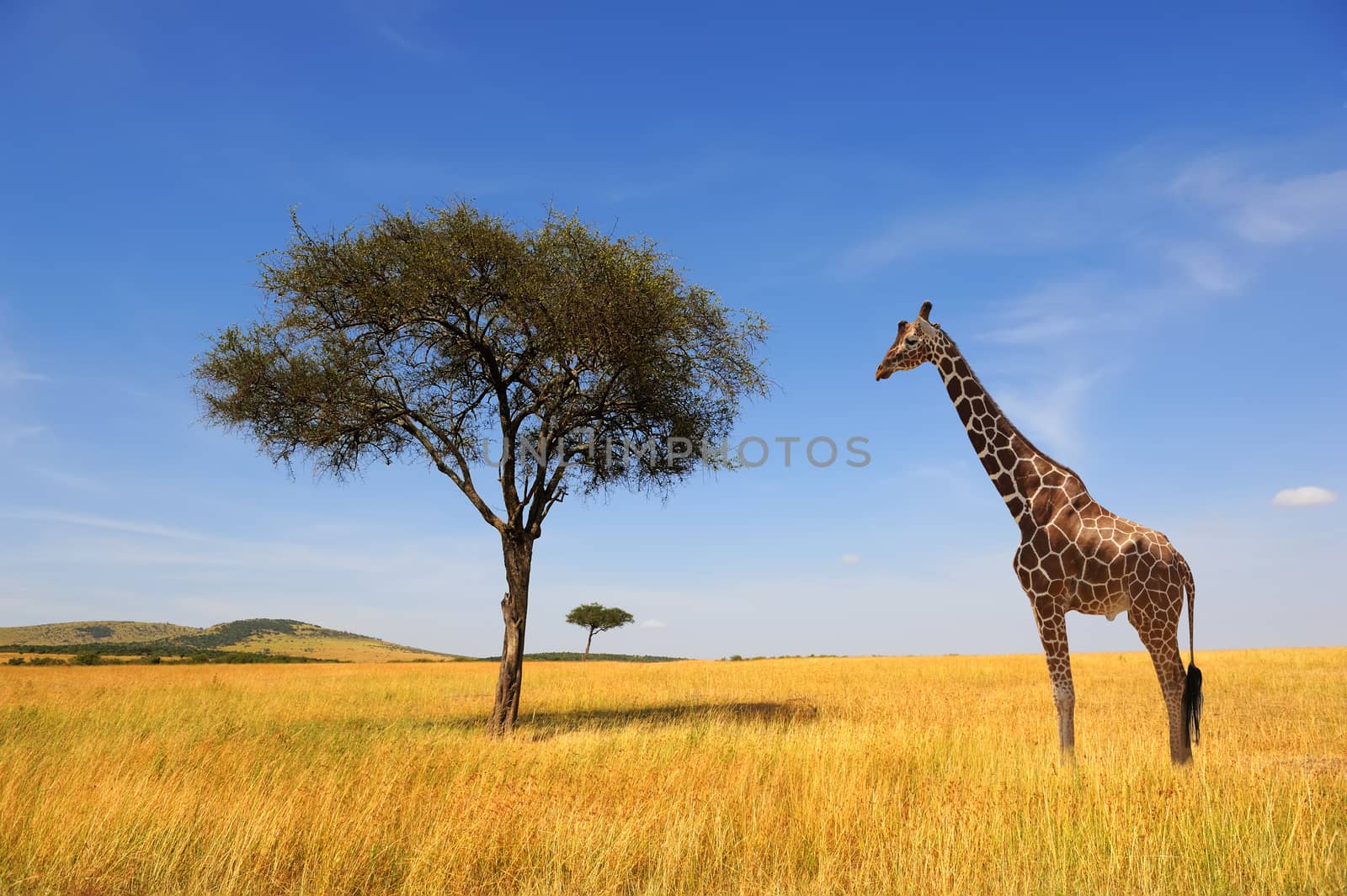 Landscape with tree and giraffe in Africa by byrdyak