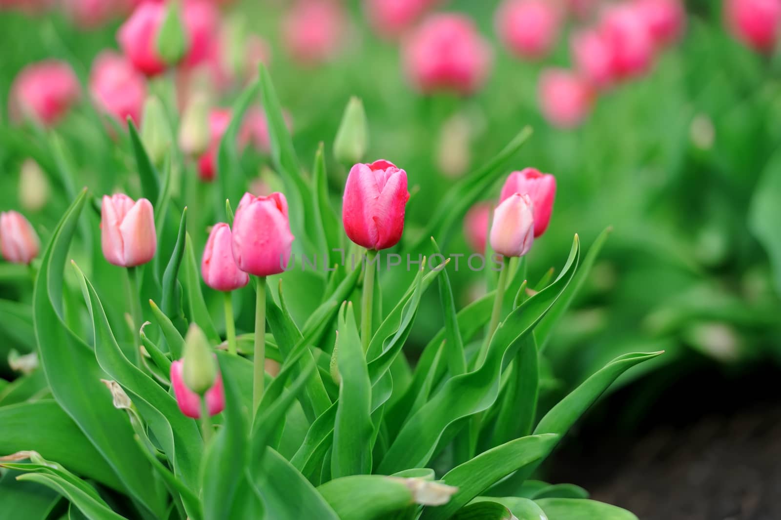 Close-up beautiful pink tulips in spring field